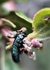 Trirhabda flavolimbata