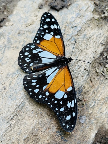 Beautiful Monarch