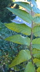 Ailanthus altissima