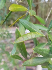 Venturia oleaginea