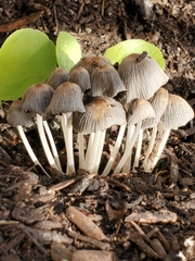 Psathyrellaceae