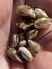 Mytilopsis leucophaeata