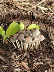 Psathyrellaceae
