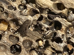 Mytilopsis leucophaeata