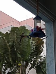 Eupetomena cirrochloris