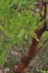 Bursera morelensis
