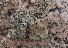 Protoparmeliopsis peltata