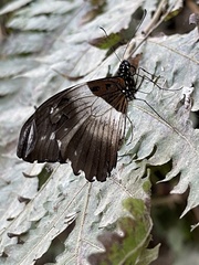 Papilio echerioides