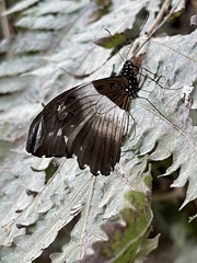 Papilio echerioides