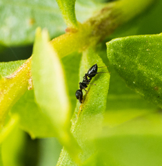Crematogaster coarctata