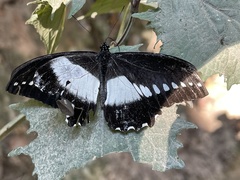 Papilio echerioides