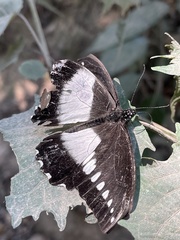 Papilio echerioides