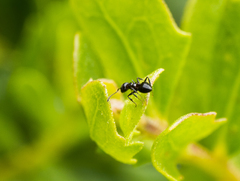 Crematogaster coarctata