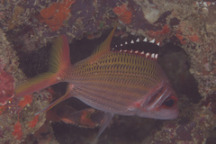 Neoniphon opercularis