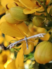 Singularia alternaria