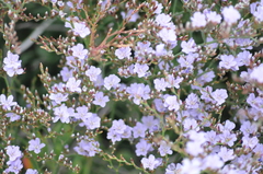Limonium companyonis