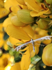 Singularia alternaria