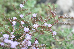 Limonium companyonis