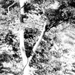 Cercopithecus campbelli