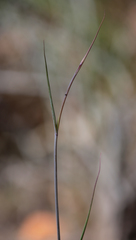 Calochortus weedii