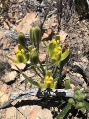 Albuca setosa