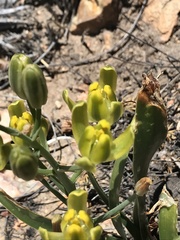 Albuca setosa