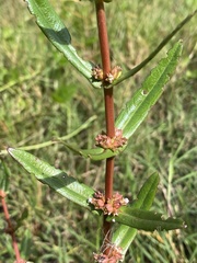 Ammannia latifolia image