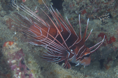 Pterois radiata