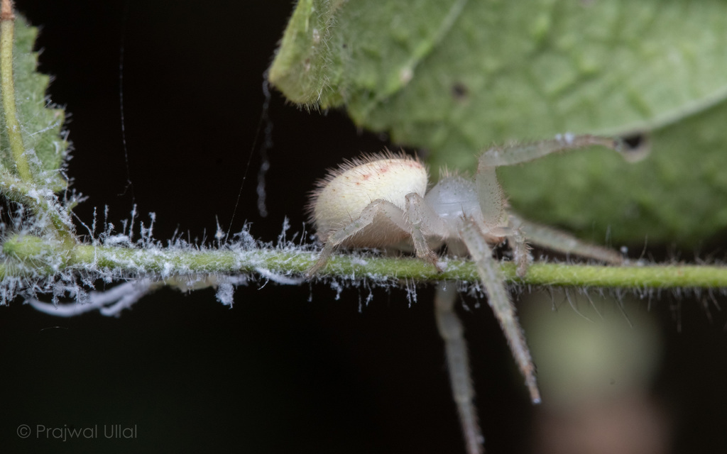 Thomisus danieli