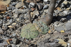 Astrophytum asterias