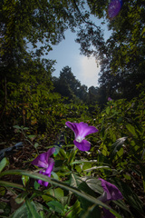 Barleria prattensis