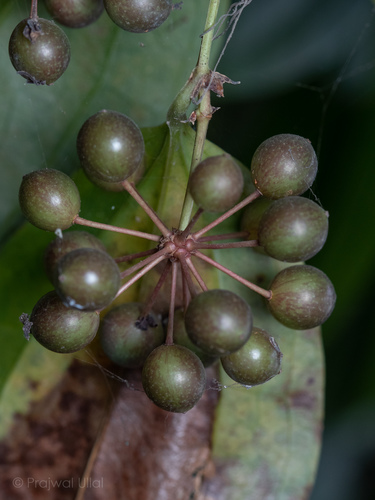 Smilax ovalifolia observed 2021-11-20