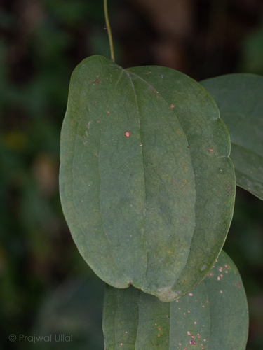 Smilax ovalifolia observed 2021-11-20