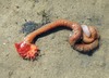 Ornate Terebellid Worm - Photo (c) jerseysheller, some rights reserved (CC BY-NC), uploaded by jerseysheller