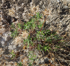 Ptilostemon chamaepeuce