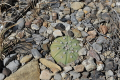 Astrophytum asterias