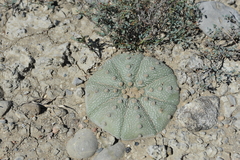 Astrophytum asterias