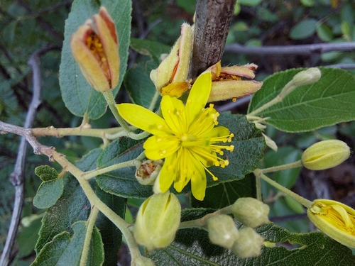 Image of Grewia rogersii by (c) Manuel R Popp, some rights reserved (CC BY)