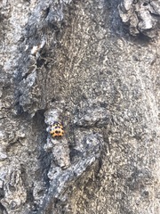 Harmonia axyridis