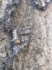 Harmonia axyridis