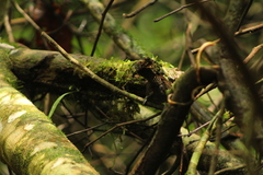 Cantorchilus semibadius