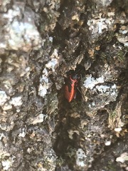 Pyrrhocoris apterus