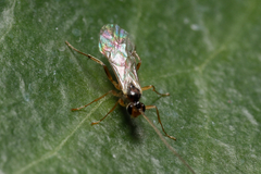 Ichneumonidae