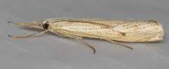 Agriphila attenuatus