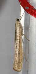 Agriphila attenuatus