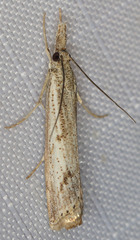 Agriphila attenuatus