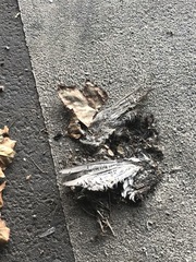 Columba livia domestica