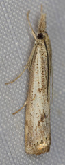 Agriphila biothanatalis