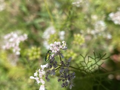 Buprestinae