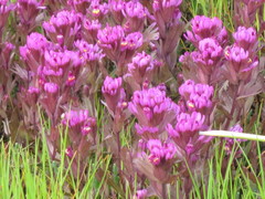 Castilleja ambigua humboldtiensis